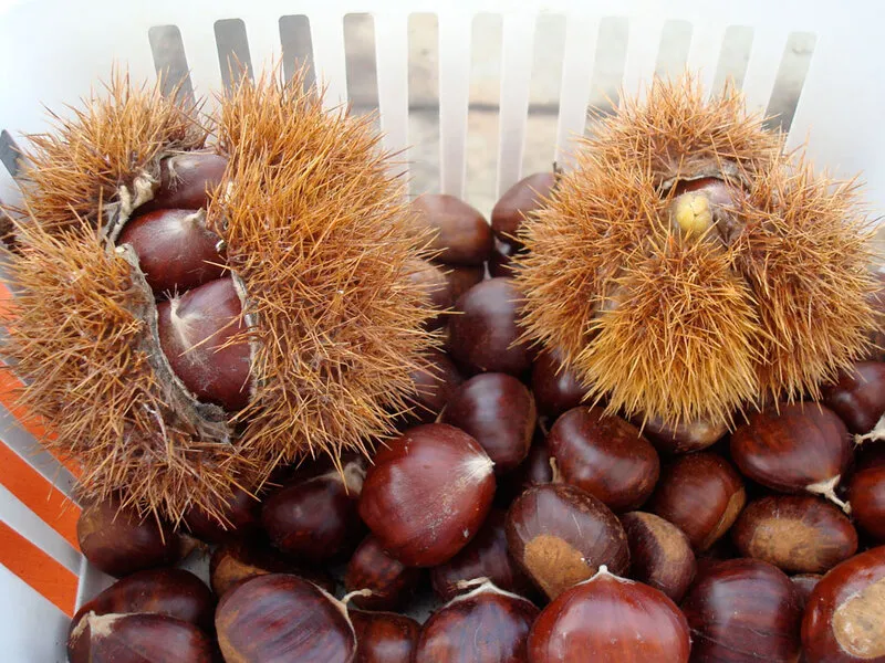 chestnuts-emilia-romagna
